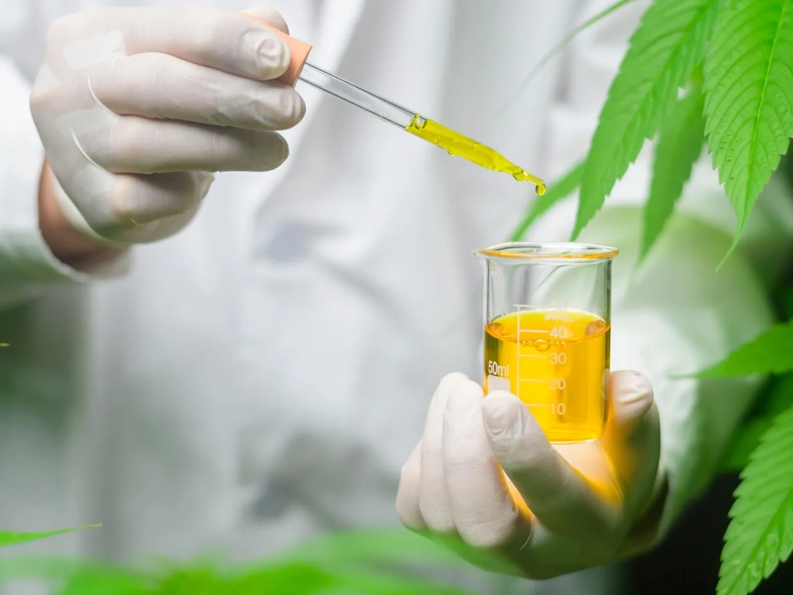 Cannabis Infusion expert holds a pipette of golden cannabis oil over a small beaker. Cannabis leaves border the image. 
